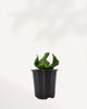 Cobra Fern in small 3.5-inch grow pot with lush green fronds, perfect size for desks or shelves. Buy Cobra Fern online for easy indoor greenery.