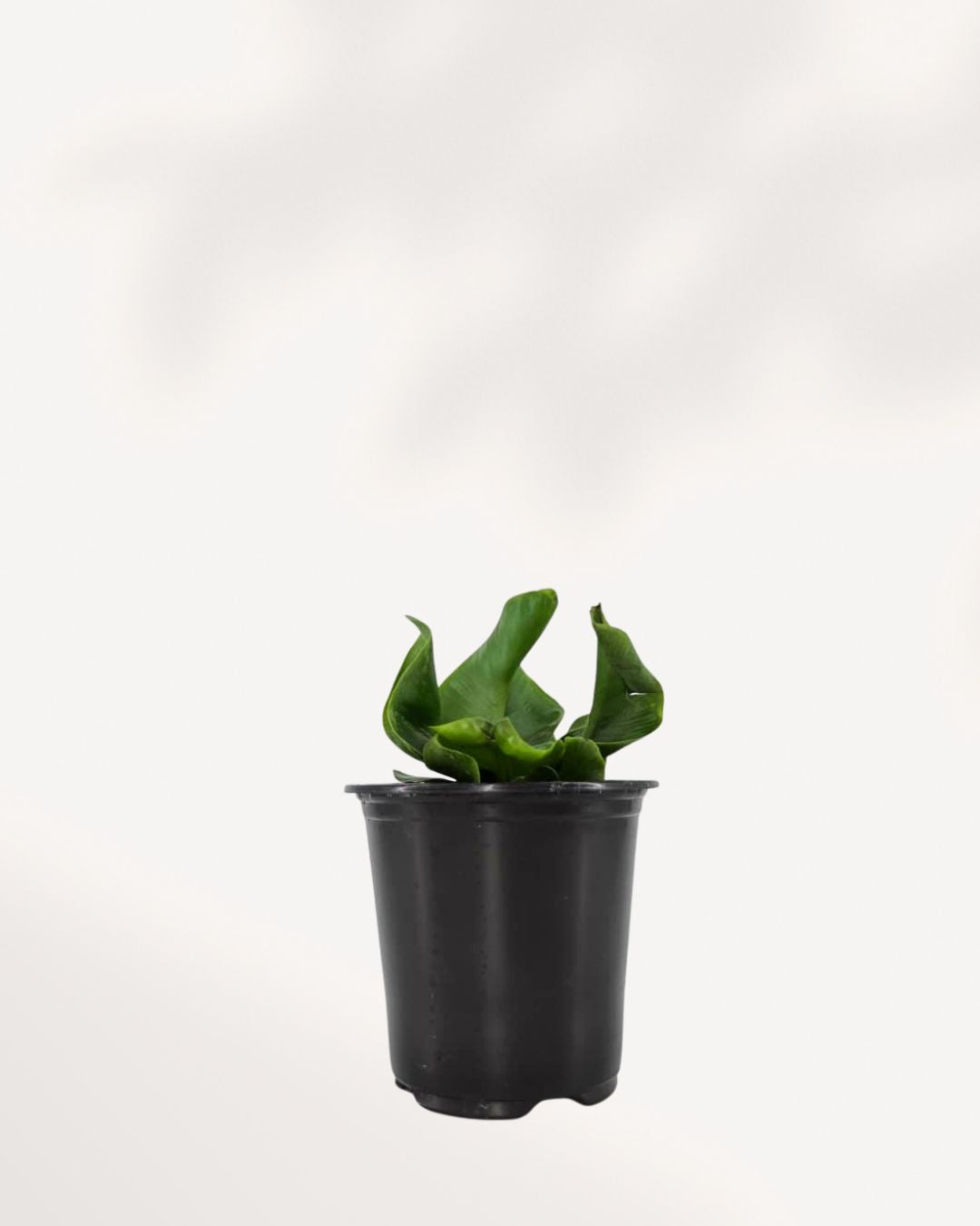 Cobra Fern in small 3.5-inch grow pot with lush green fronds, perfect size for desks or shelves. Buy Cobra Fern online for easy indoor greenery.