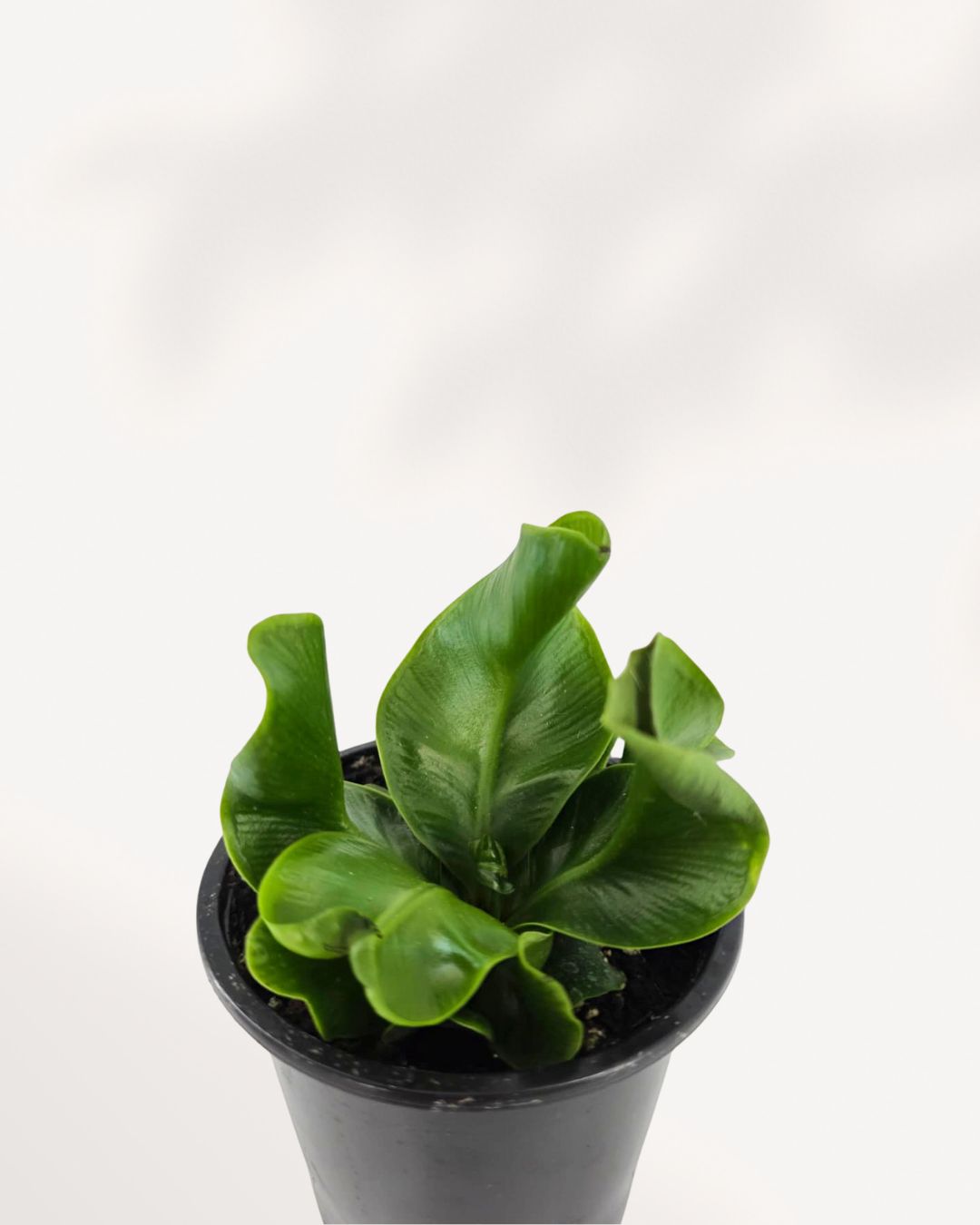 Closeup of Cobra Fern leaves showing fine texture and fresh green detail, symbol of natural calm and clean air. Order Cobra Fern online today.