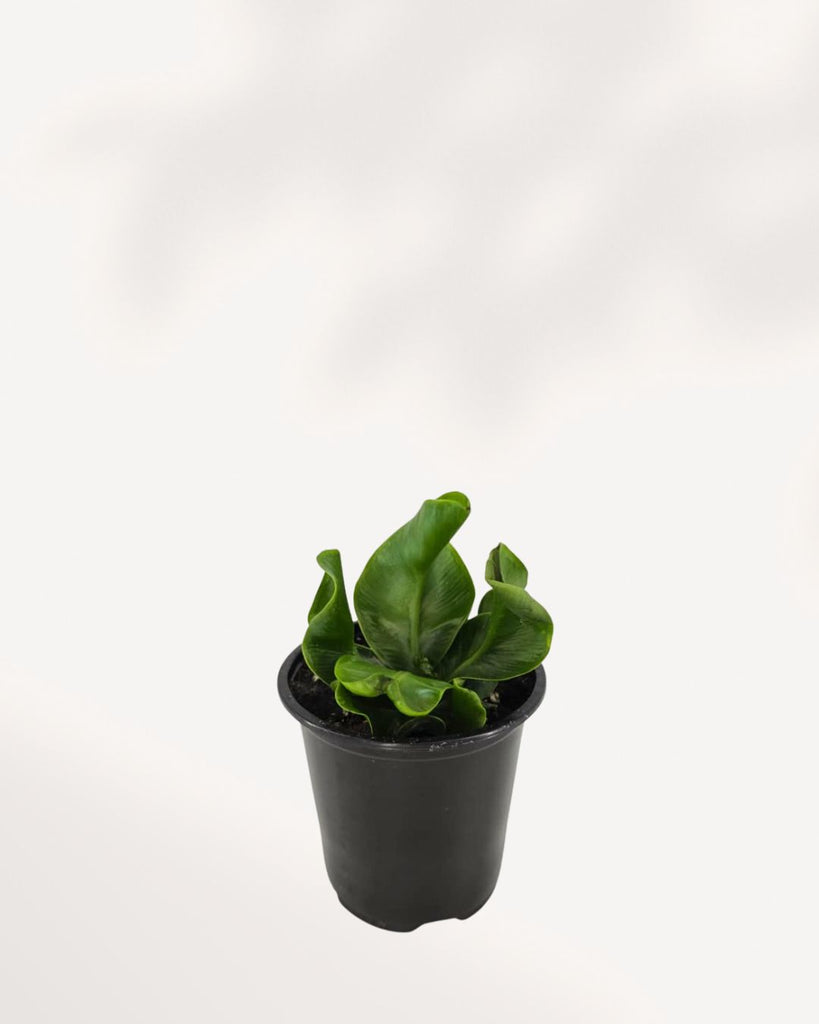 Healthy Cobra Fern showing graceful arching leaves from top side angle, highlighting full growth and rich texture. Shop online for vibrant indoor ferns.