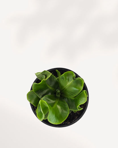 Top view of Cobra Fern displaying dense, bright green foliage in compact 3.5-inch pot. Ideal decorative plant for freshening up small spaces.