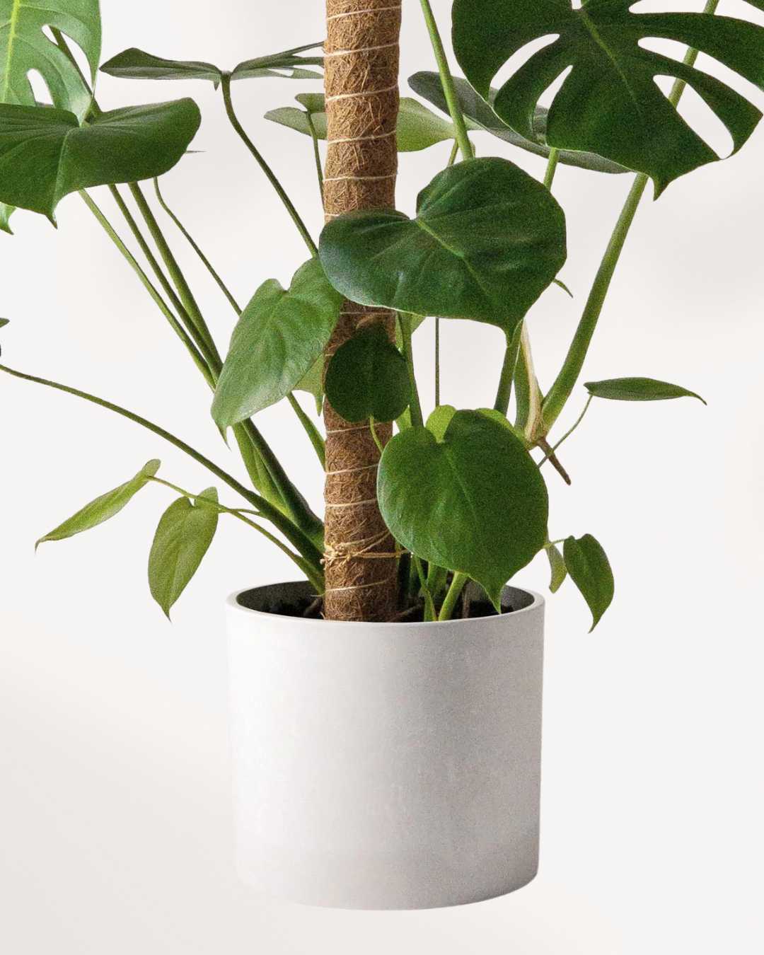 coconut coir pole for monstera Coco Coir Pole - Secure your climbing plants in Winter | Mygreenscape
