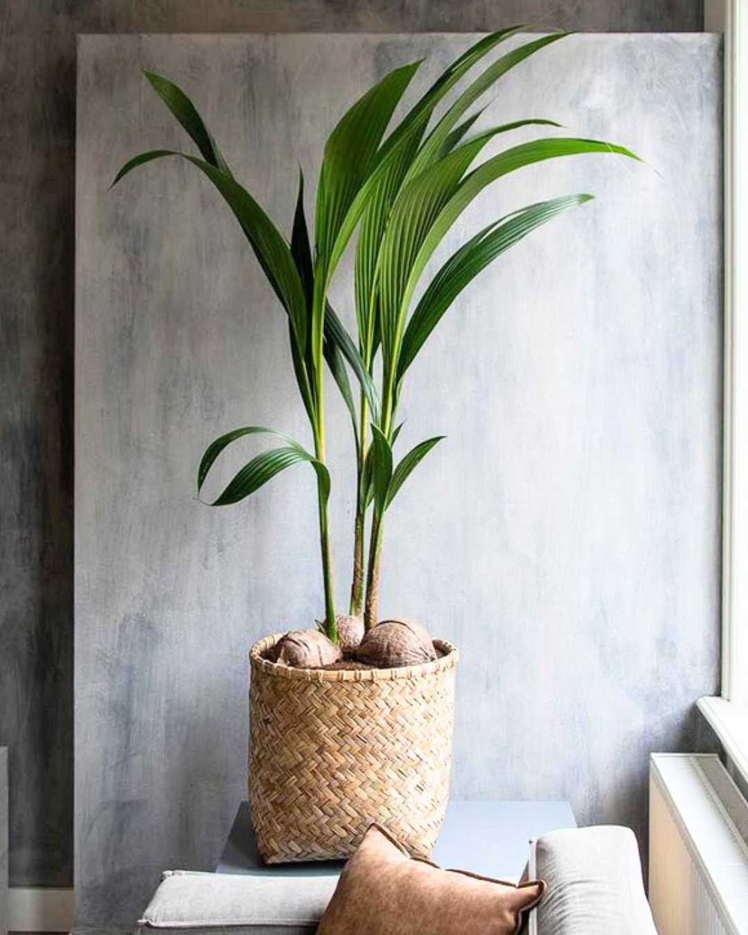 coconut palm tree in pot Coconut Palm (Cocos Nucifera) – Buy Online | Tropical Indoor & Outdoor Palm | Mygreenscape