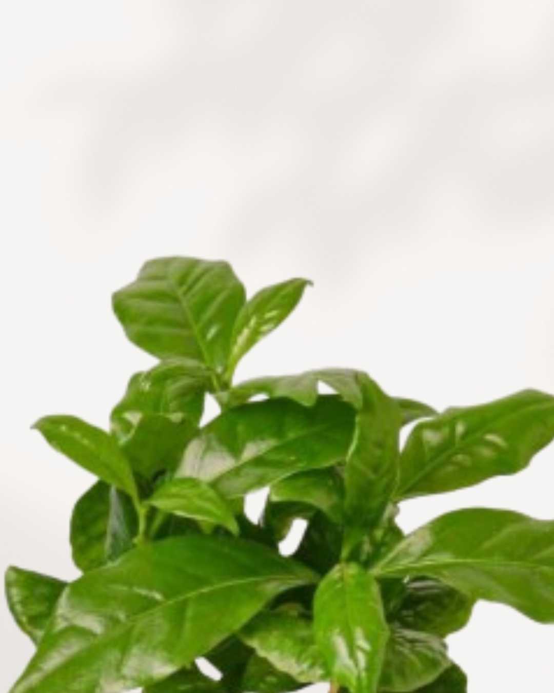 Coffee Plant | Buy Online