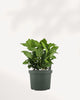 Coffee Plant in 6-inch pot front view lush and full tropical indoor plant with rich green leaves, ideal for bright rooms or offices.