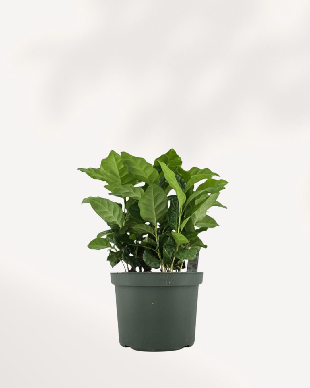 Coffee Plant in 6-inch pot front view lush and full tropical indoor plant with rich green leaves, ideal for bright rooms or offices.