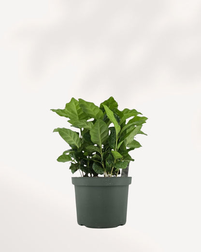 Coffee Plant in 6-inch pot front view lush and full tropical indoor plant with rich green leaves, ideal for bright rooms or offices.