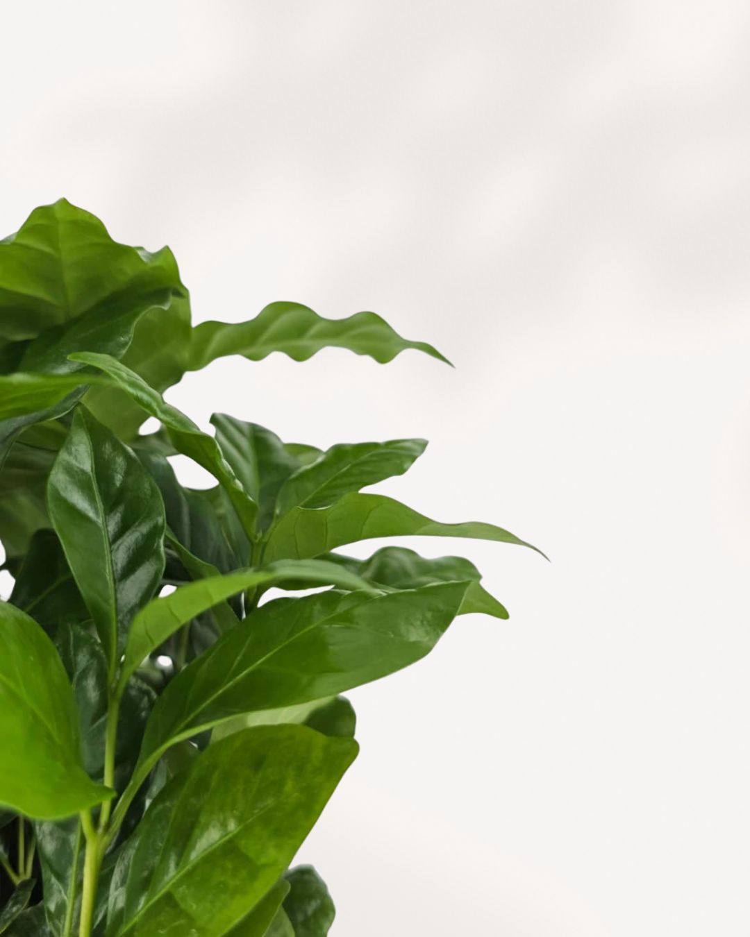 Side close-up of Coffee Plant leaves deep green glossy foliage showing texture and healthy growth, perfect statement plant for your home.