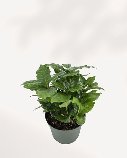 Top side view of Coffee Plant in 6-inch pot showcasing dense foliage and natural shine, a stylish and easy-care indoor plant for coffee lovers.