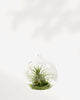 Air Plant Terrarium