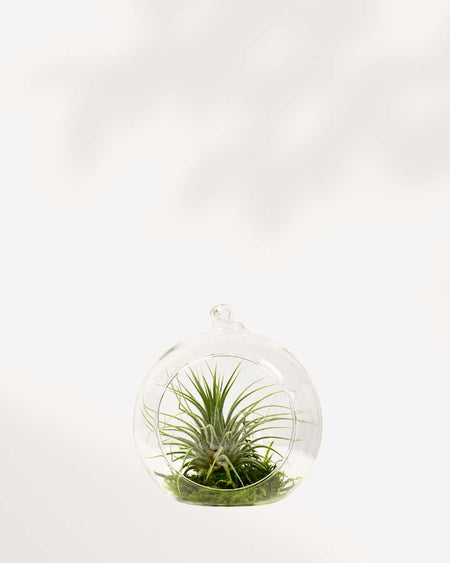 air plant and succulent terrarium Air Plant Terrarium | Buy Online - Stylish & Low-Maintenance Decor | Mygreenscape