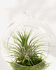Air Plant Terrarium