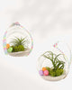 Air Plant Terrarium