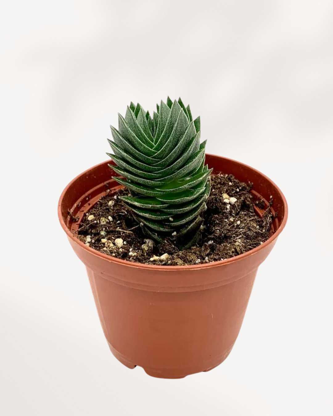 Crassula Buddha's Temple | Buy Online