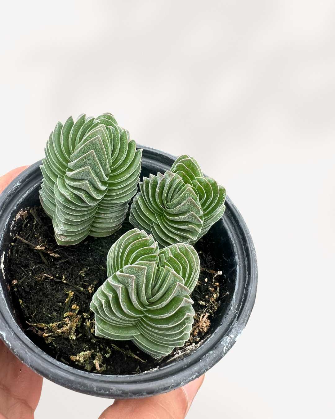 Crassula Buddha's Temple | Buy Online