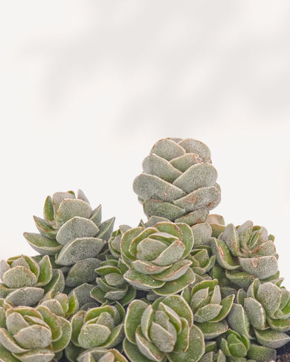 Close-up of Crassula Ivory Pagoda showing tightly stacked silvery-green triangular leaves forming multiple pagoda-shaped rosette columns, rare succulent collector plant available in Canada