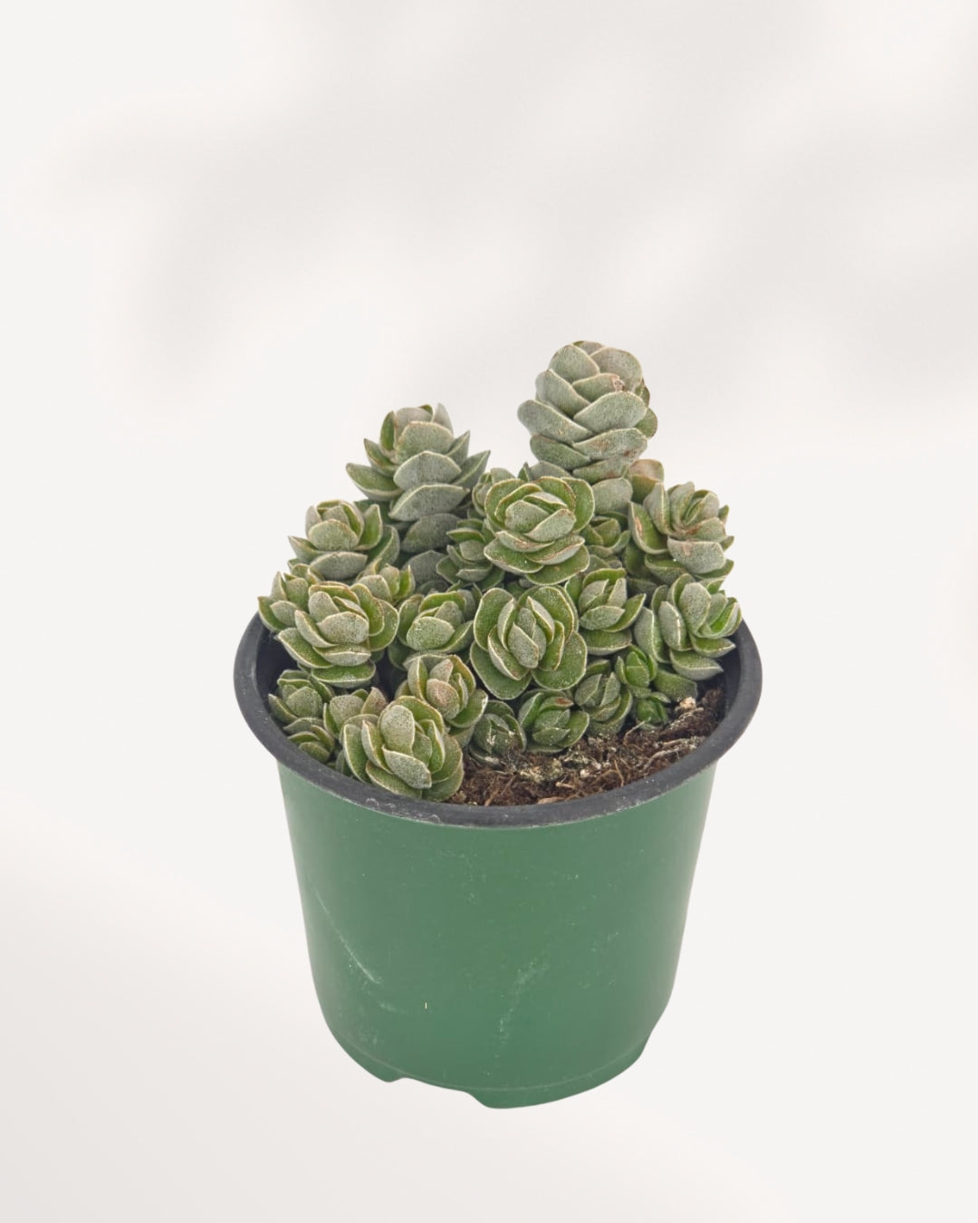 Crassula Ivory Pagoda front top angle in green nursery pot showing clustered silvery-green stacked rosettes with architectural pagoda form, rare collector succulent delivered across Canada