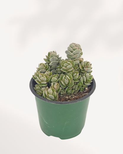 Crassula Ivory Pagoda front top angle in green nursery pot showing clustered silvery-green stacked rosettes with architectural pagoda form, rare collector succulent delivered across Canada