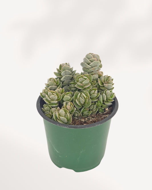 Crassula Ivory Pagoda front top angle in green nursery pot showing clustered silvery-green stacked rosettes with architectural pagoda form, rare collector succulent delivered across Canada