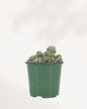 Crassula Ivory Pagoda full plant front view in green nursery pot showing multiple stacked pagoda-shaped rosette columns with silvery-green fleshy leaves, compact rare succulent for bright light