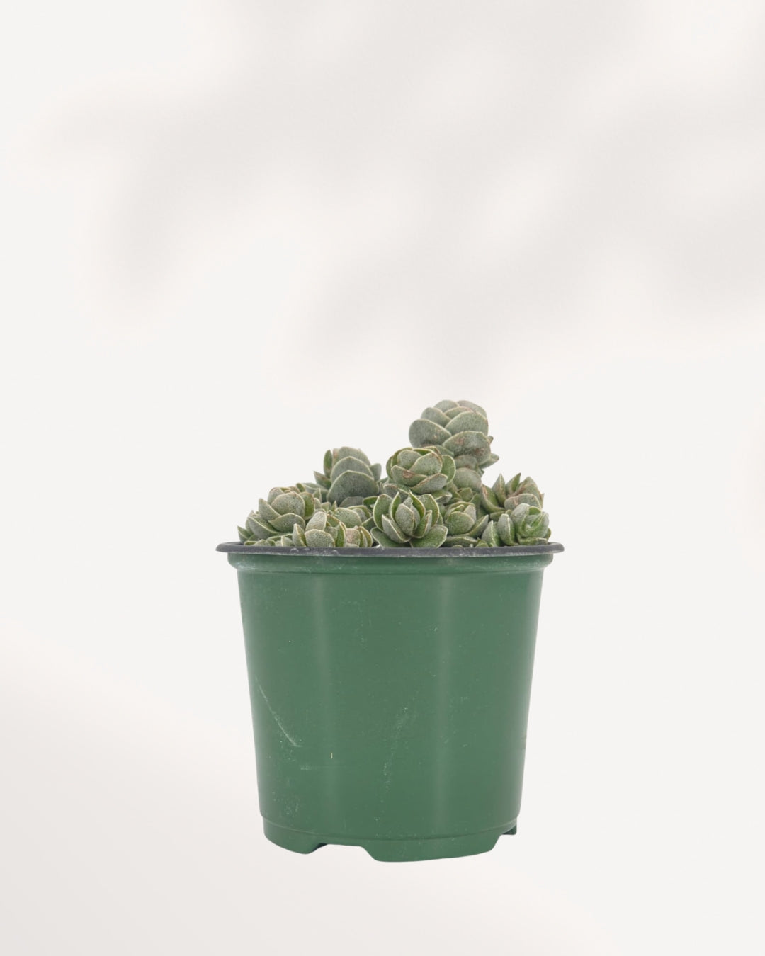 Crassula Ivory Pagoda full plant front view in green nursery pot showing multiple stacked pagoda-shaped rosette columns with silvery-green fleshy leaves, compact rare succulent for bright light
