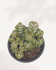 Top-down view of Crassula Ivory Pagoda in black nursery pot showing dense cluster of multiple compact silvery-green rosettes with tightly layered triangular leaves, rare indoor succulent Canada