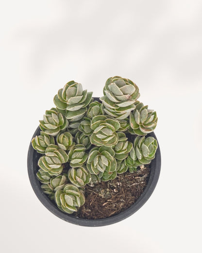 Top-down view of Crassula Ivory Pagoda in black nursery pot showing dense cluster of multiple compact silvery-green rosettes with tightly layered triangular leaves, rare indoor succulent Canada