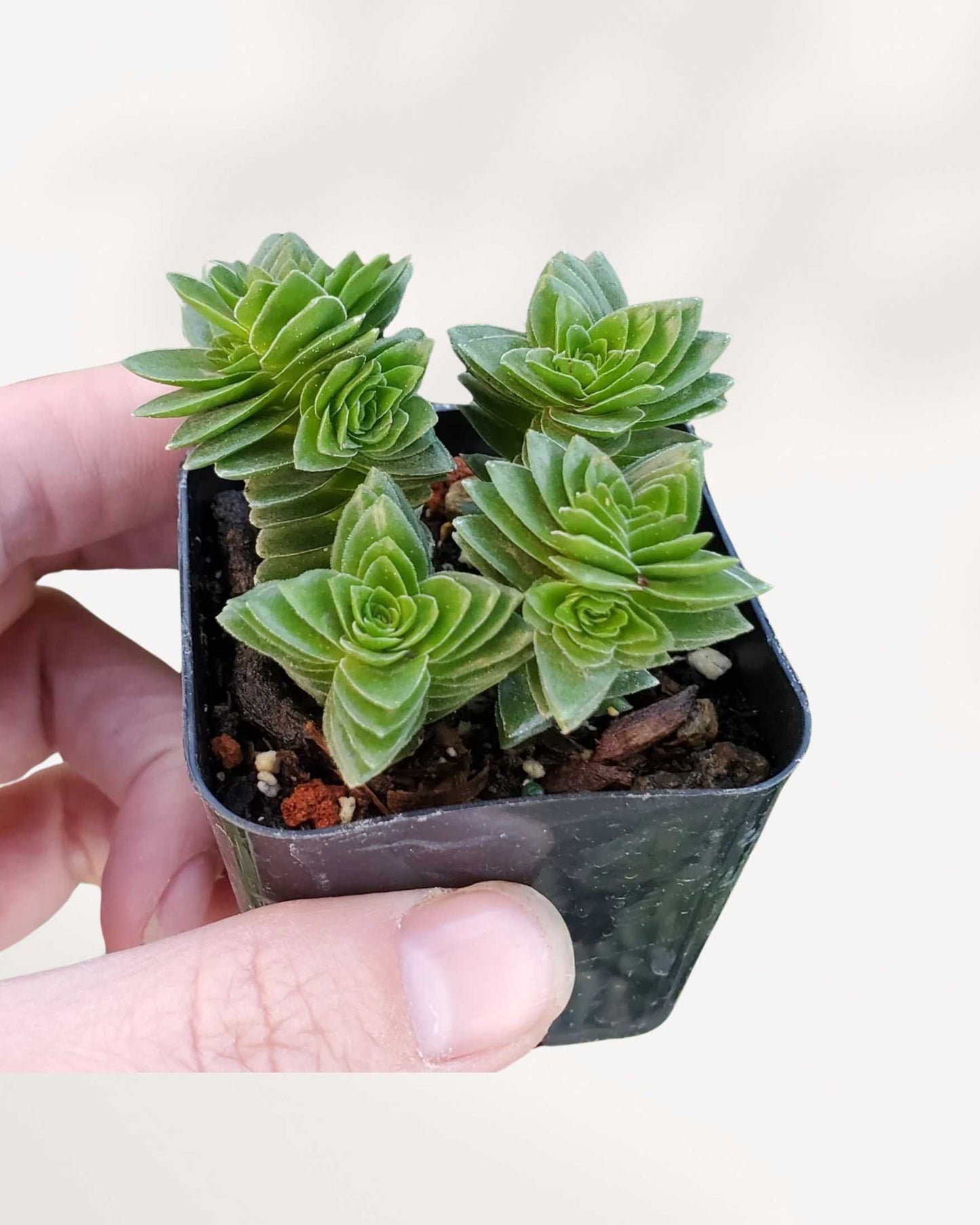 spiralis succulent Crassula Spiralis Black Curl – Unique Succulent for Your Collection | Mygreenscape
