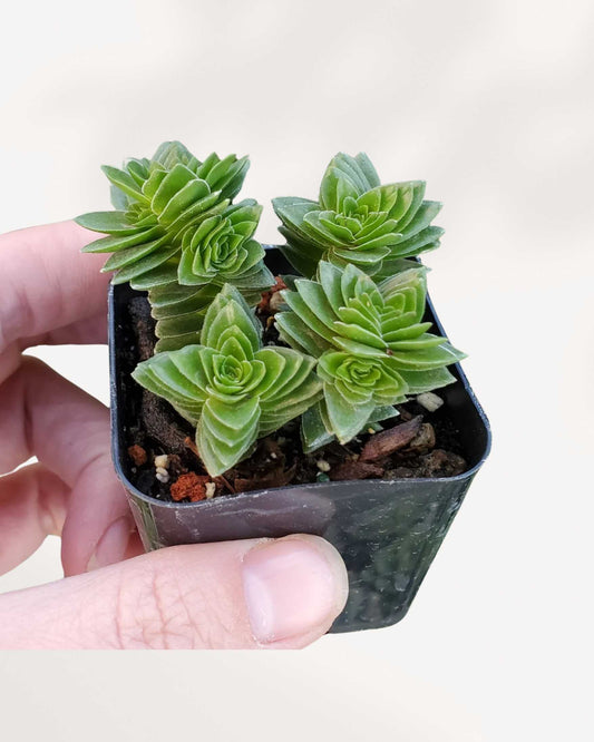 Crassula Spiralis Black Curl