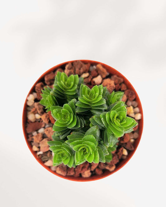 Crassula Spiralis Black Curl