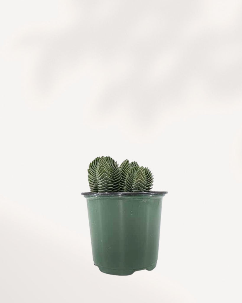 Crassula Buddha's Temple