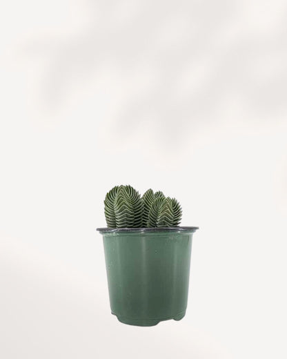 Crassula Buddha's Temple