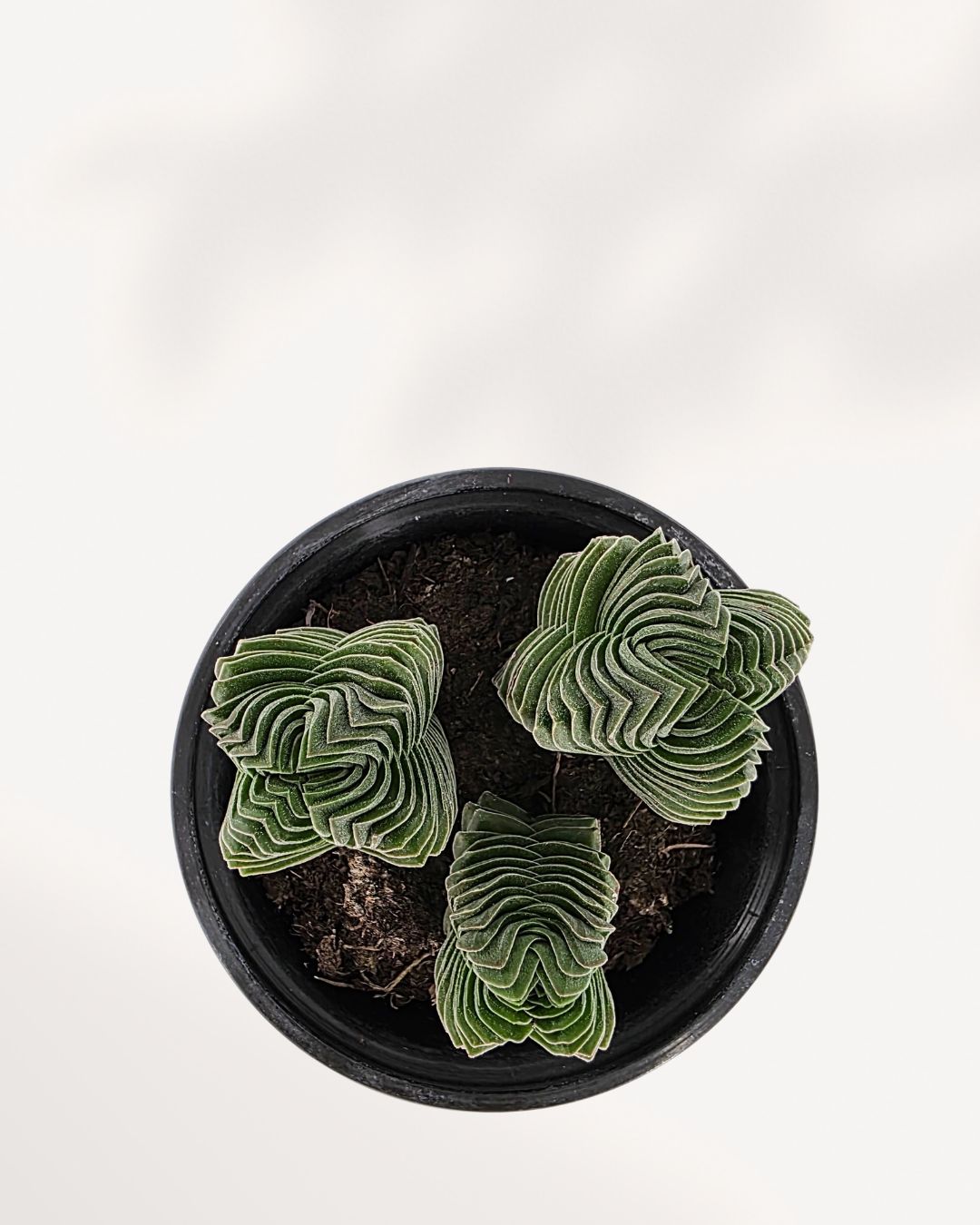 Crassula Buddha's Temple