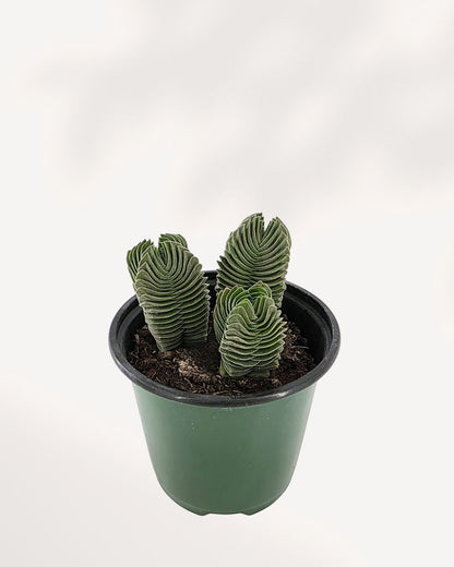 Crassula Buddha's Temple