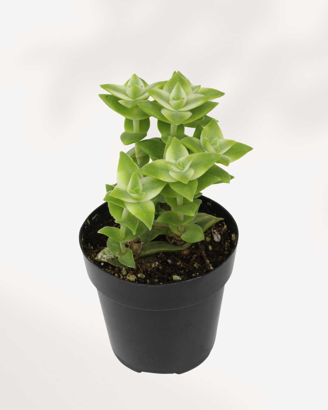 Crassula Perforata String of Buttons Variegata | Buy Online