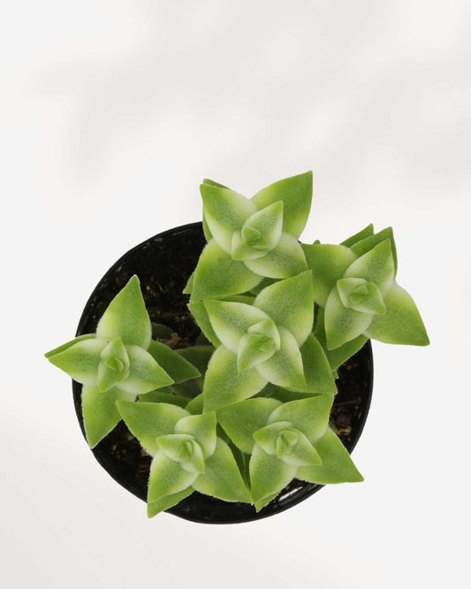 Crassula Perforata String of Buttons Variegata | Buy Online