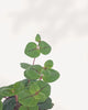 Creeping Jenny - Lysimachia