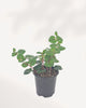 Creeping Jenny - Lysimachia