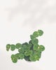 Creeping Jenny - Lysimachia