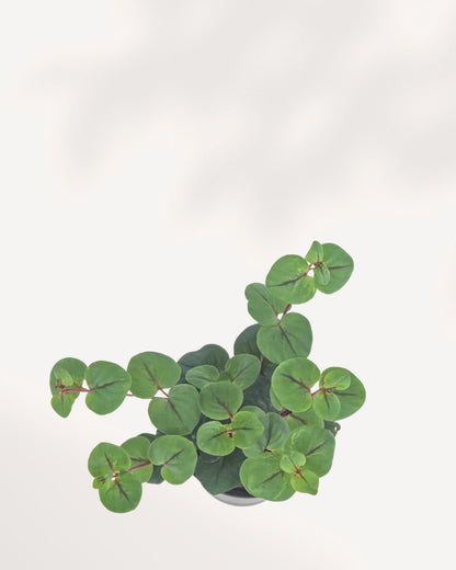 Creeping Jenny - Lysimachia