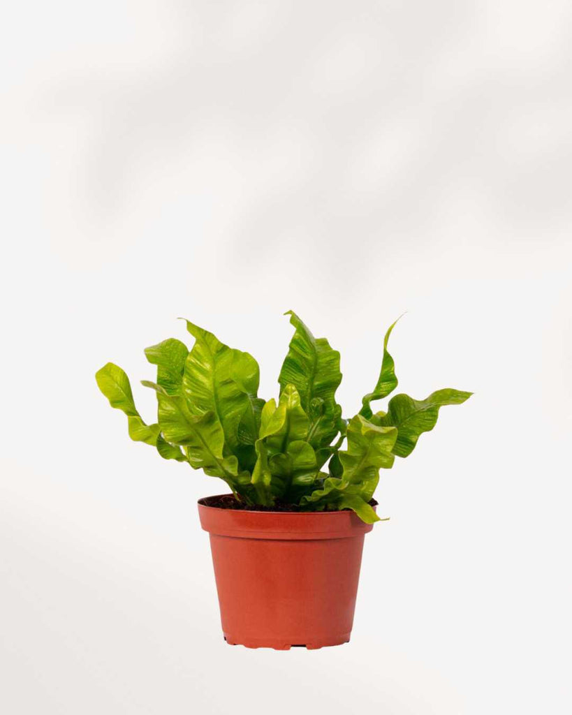 Crispy Wave Fern - Asplenium nidus 4" Pot Small