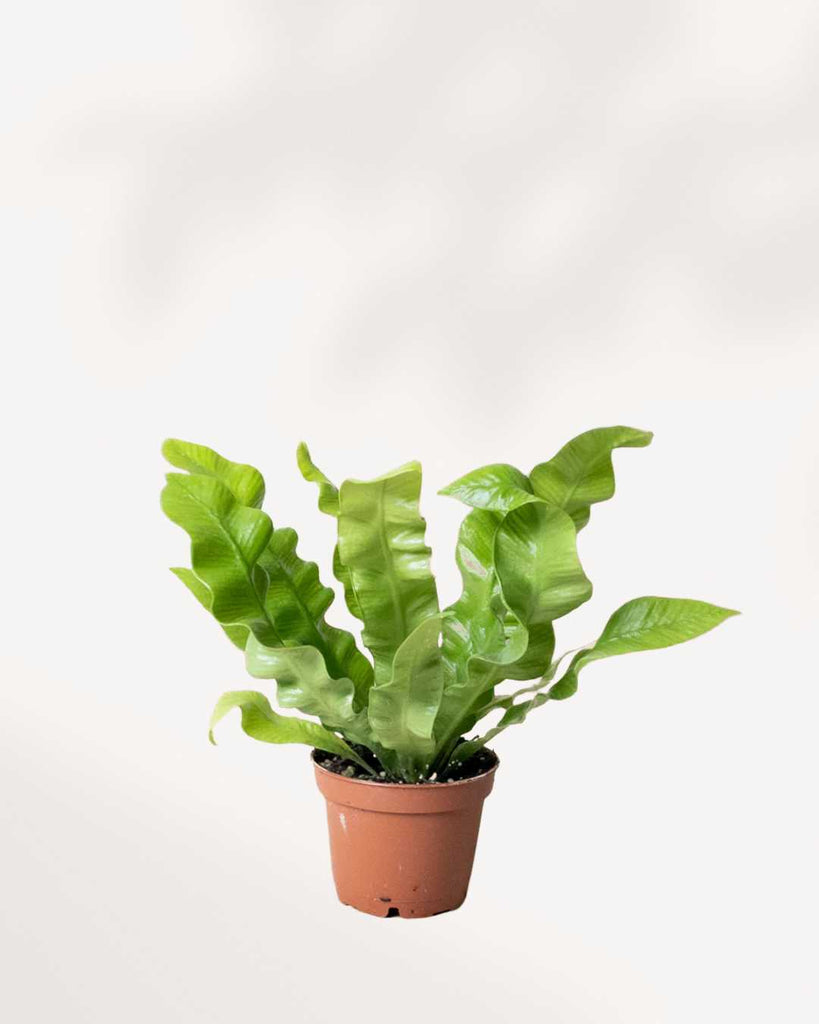 Crispy Wave Fern - Asplenium nidus 2.0" Pot XSmall