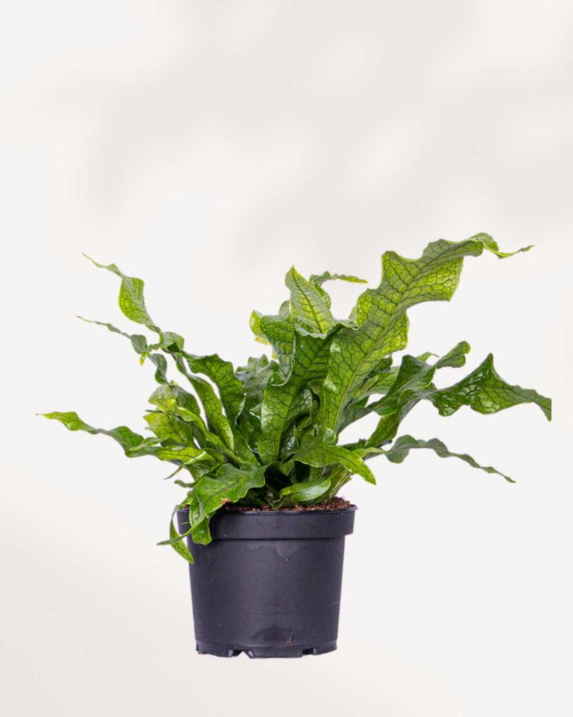 Fern Crocodyllus | Crocodile 5" Pot - Medium