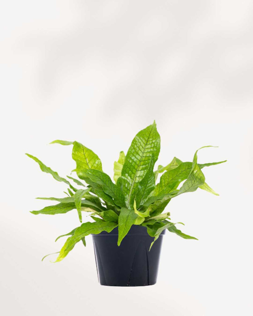 Fern Crocodyllus | Crocodile 4" Pot - Small