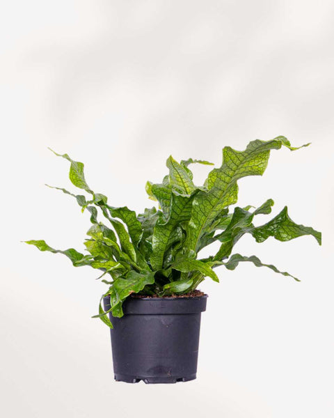 CrocodyllusFern_grande.jpg?v=