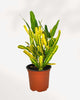 Croton Banana 3.5" Pot - Small