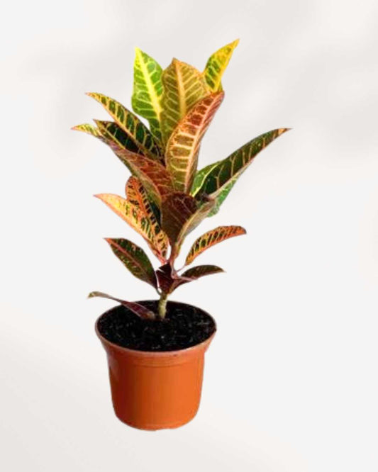 Croton Excellente | Buy Online