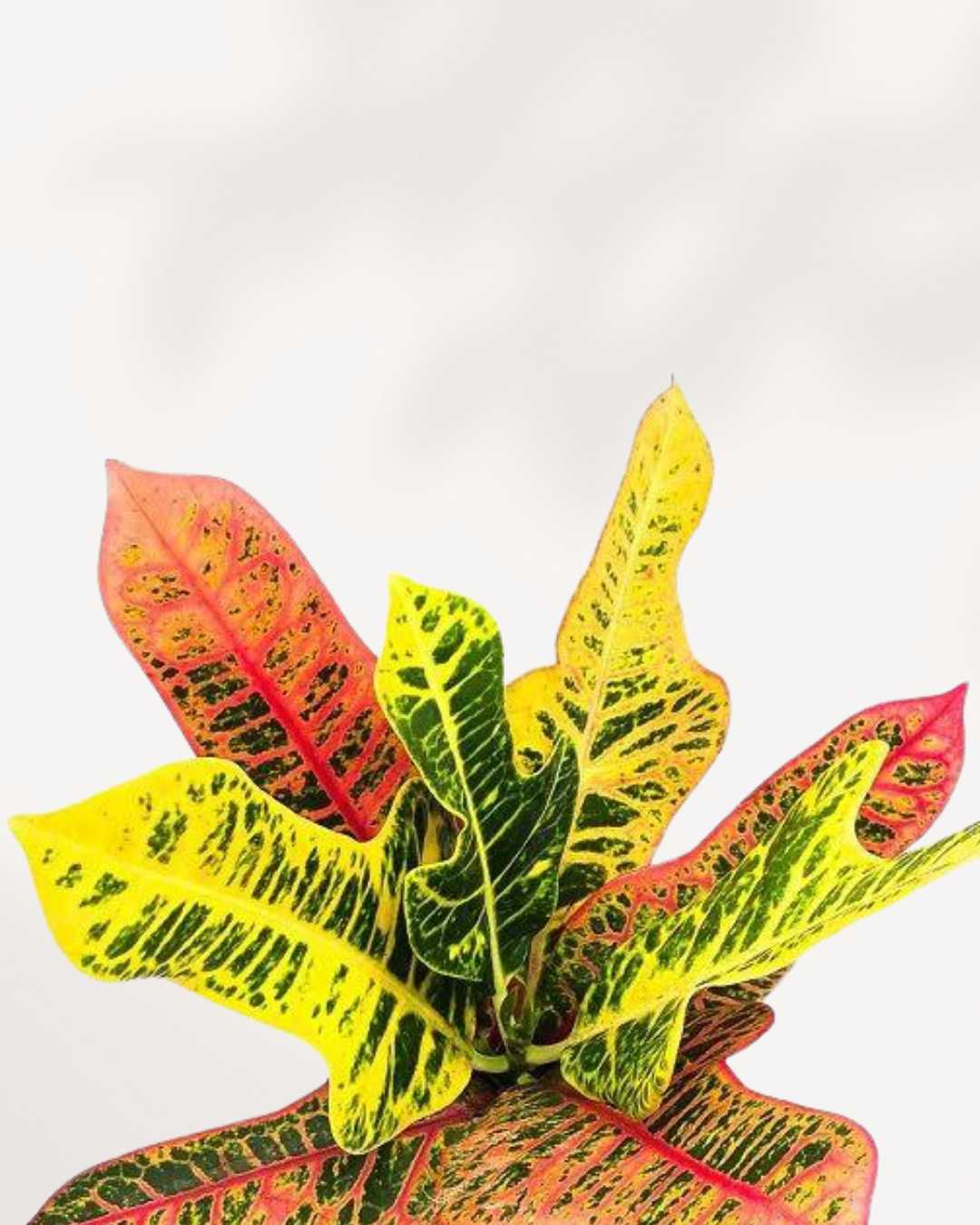 Croton Excellente | Buy Online