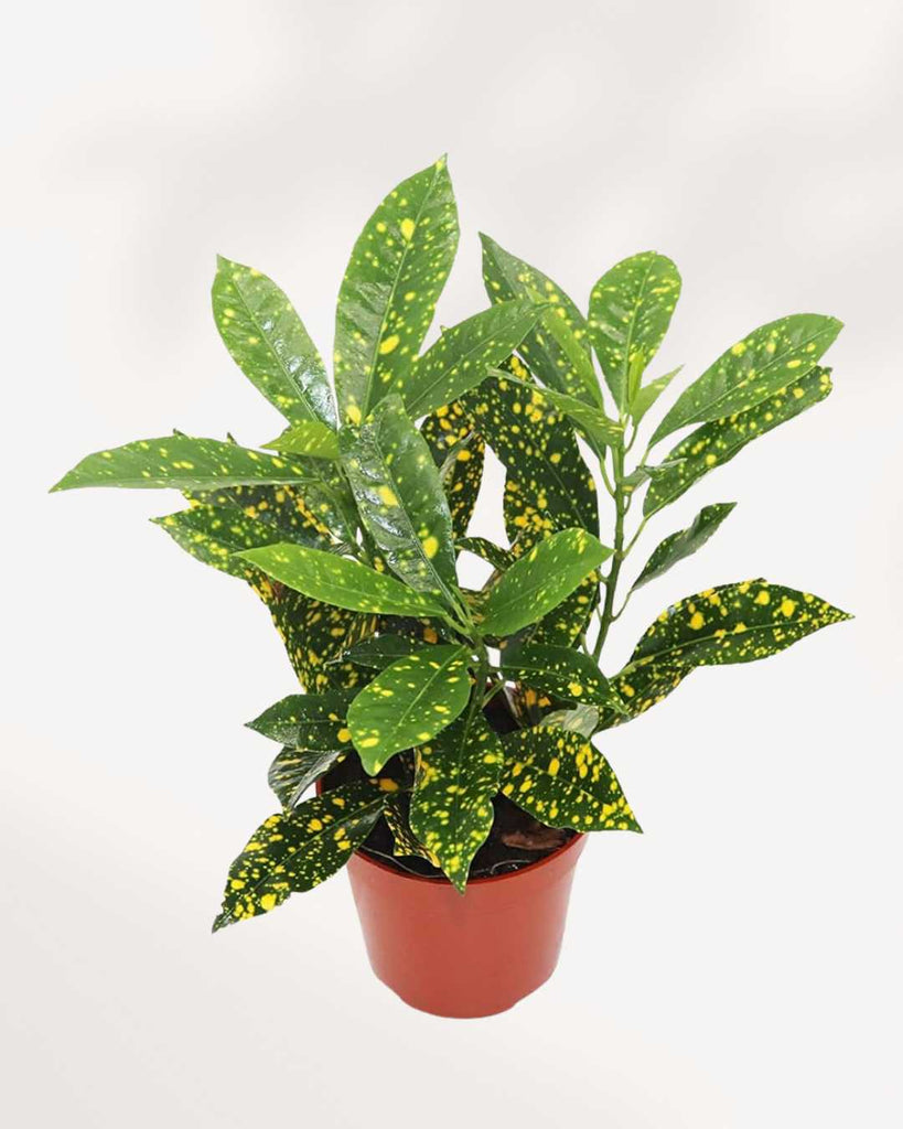 aglaonema gold dust Croton Gold Dust | Buy Online - Vibrant & Easy-Care Houseplant | Mygreenscape
