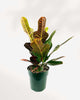 Croton Magnificent 3.5" Pot - Small